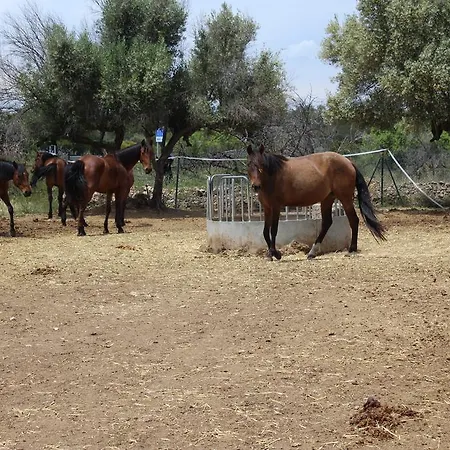 キャンプ場 Rocaplana Club De Campo